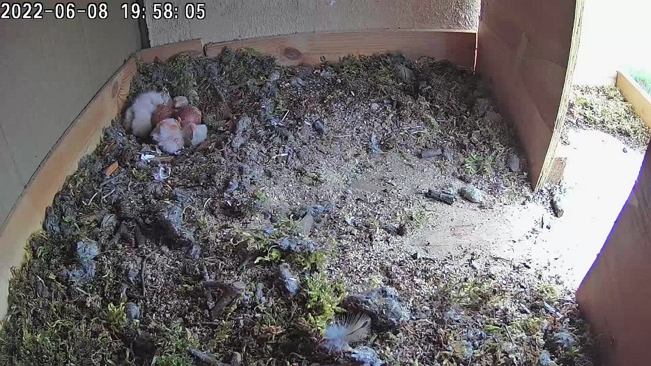 20220608 1957 195730 C100 video - 19h57 something frightened the female who left rapidly leaving two exhausted chicks digesting their food and a third chick just emerging from a shell...