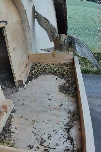 20220608 2006 200625 C310 video - 20h06 the female returns