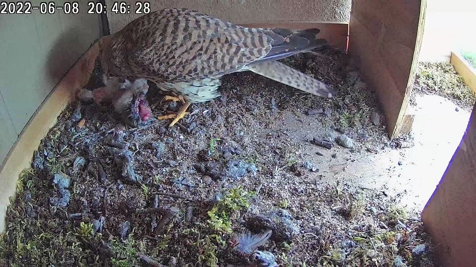 20220608 2044 204430 C100 video - 20h44 the female goes out and comes back with a vole to feed the three chicks