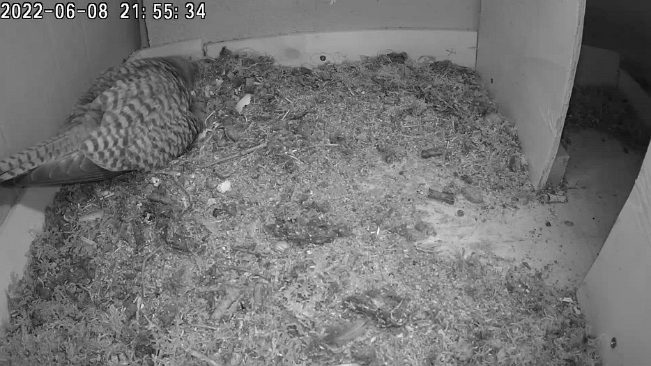 20220608 2154 215415 C100 video - 21h55 the female fidgets and starts eating eggshell so presumably the last chick has emerged?