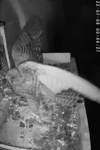 20220709 0044 004425 C310 video - 00h44 the female arrives