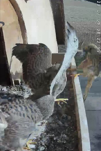 20220709 0822 082250 C310 video - 08h22 the female brings a mouse