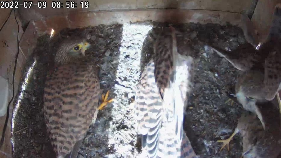 20220709 0856 085613 C200 video - 0856 the female brings a mouse