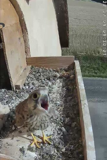 20220709 0930 093007 C310 video - 09h30 the young kestrel who left yesterday returns