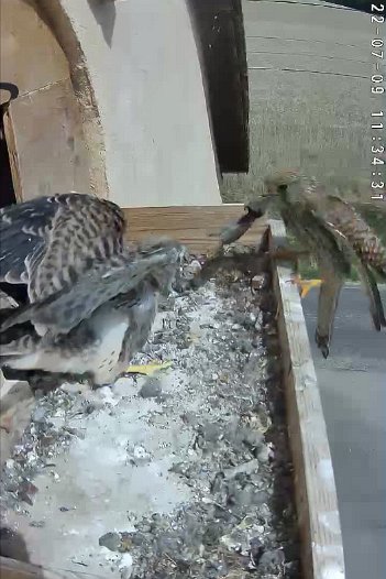 20220709 1134 113430 C310 video - 11h34 the female brings a mouse
