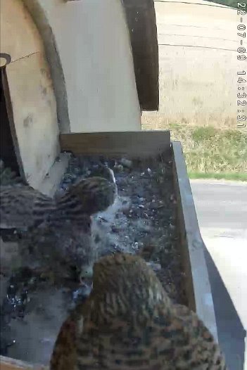 20220709 1432 143224 C310 video - 14h32 the female brings food