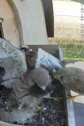 20220709 1858 185808 C310 video -18h58 the female brings a mouse