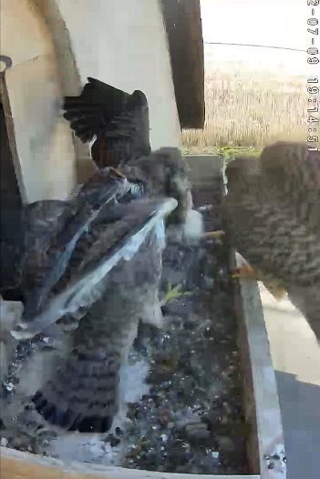 20220709 1914 191445 C310 video - 19h14 the female brings a mouse
