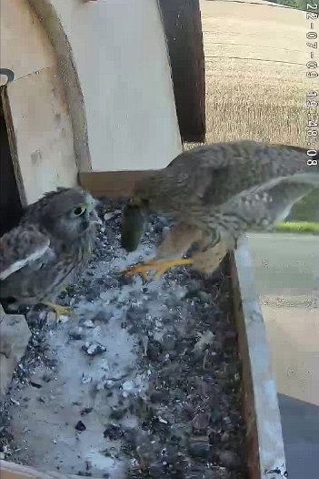 20220709 1948 194800 C310 video - 19h47 the female brings a vole