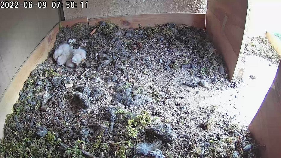 20220609 0749 074945 C100 video - 07h49 the female hears a noise and goes out