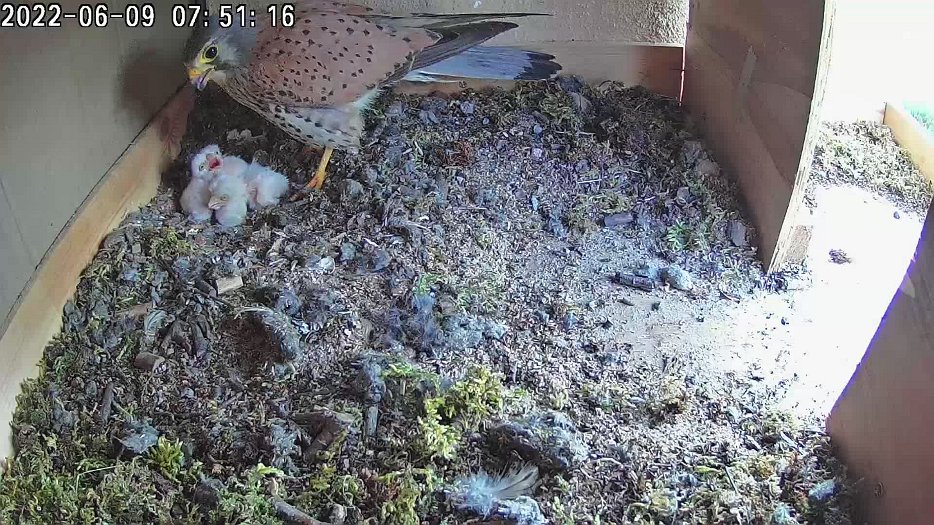 20220609 0751 075100 C100 video - 07h51 then male arrives, looks at the chicks, and departs