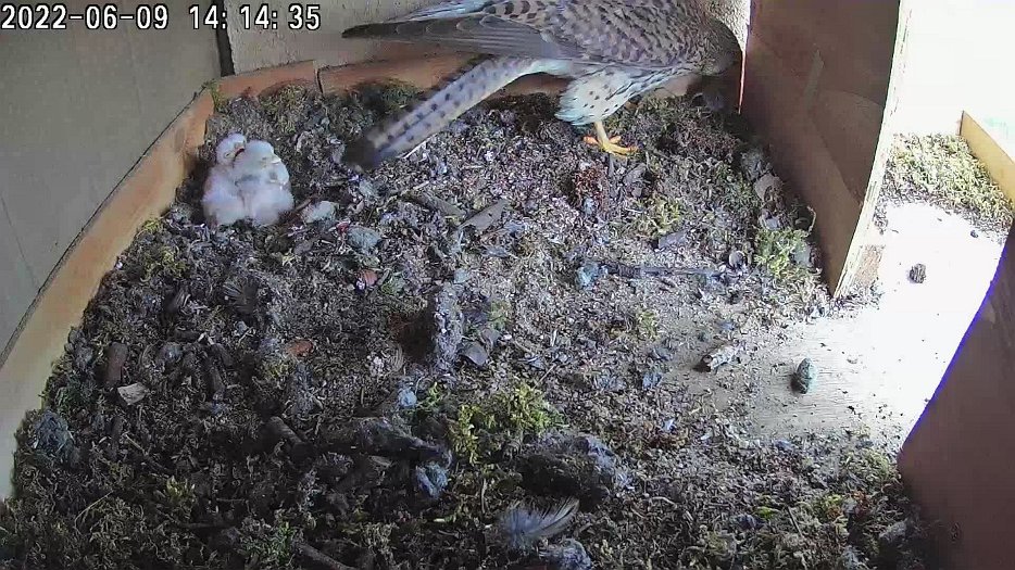 20220609 1414 141400 C100 video - 14h14 the feeding finishes, the female hides the remaining food in the corner and sits on the chicks