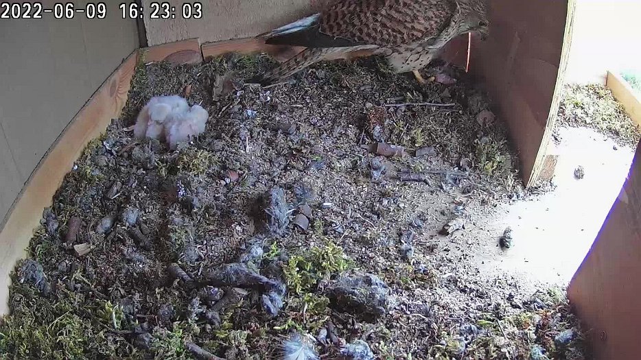 20220609 1622 162230 C100 video -16h22 the female has some food from the corner and then feeds the chicks