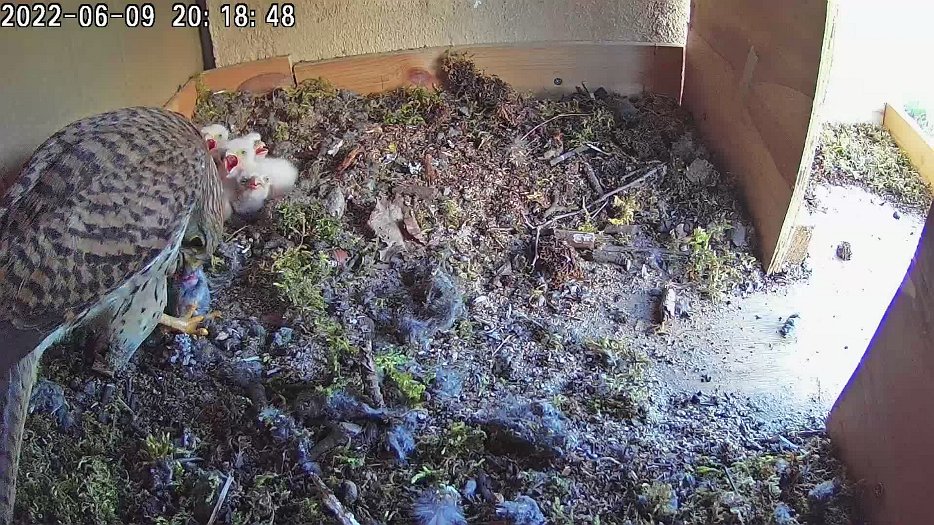 20220609 2018 201815 C100 video - 20h18 the female brings food to feed the chicks