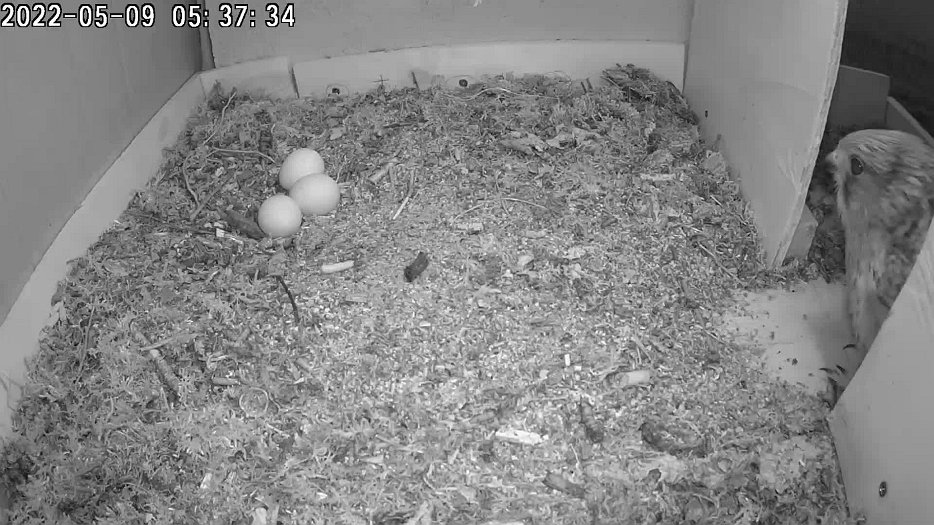 20220509 053732 C100 video - 05h37 the female returns to the nest after being away since 21h12 yesterday
