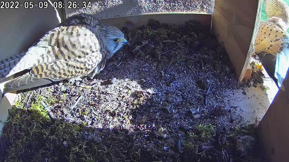 20220509 082519 C100 video - 08h26 a second female(?) appears outside. The male also appears outside