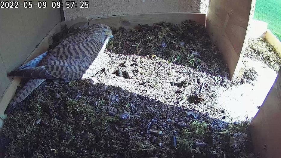 20220509 095725 C100 video - 09h57 the sleeping female wakes when the male brings a vole