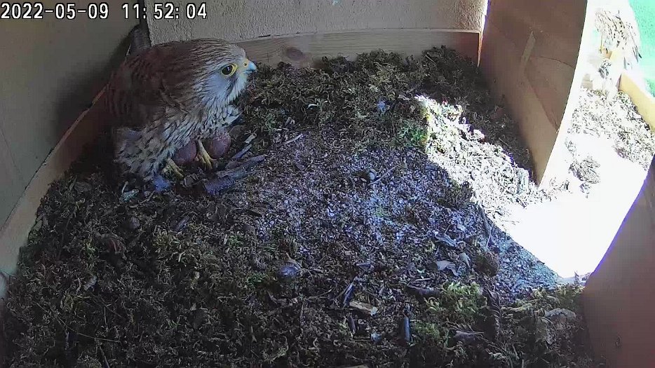 20220509 115200 C100 video - 11h52 the second female(?) brings a vole