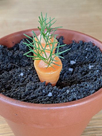 20200806_PORTRAIT_BURST124353467_Pixel3a-JEB Balade en jardin: carrot marinaded in spiced pine vinegar