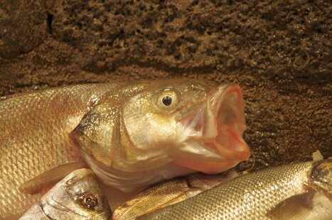 10oct2016 -Catania streets and markets