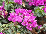 Alcazaba (fortress), Alcazar, Malaga, Spain : Alcazaba (fortress), Alcazar, Malaga, Spain