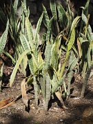 Alcazaba (fortress), Malaga, Spain : Alcazaba (fortress), Malaga, Spain