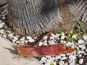 Malaga, outside Museo de Malaga, Spain : Malaga, outside Museo de Malaga, Spain