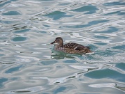 Madrid, Parque del Buen Retiro, Spain : Madrid, Parque del Buen Retiro, Spain