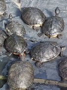 Atocha railway station, Madrid, Spain, turtles : Atocha railway station, Madrid, Spain, turtles