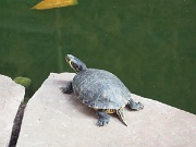 Atocha railway station, Madrid, Spain, turtles : Atocha railway station, Madrid, Spain, turtles