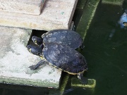 Atocha railway station, Madrid, Spain, turtles : Atocha railway station, Madrid, Spain, turtles