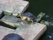 Atocha railway station, Madrid, Spain, turtles : Atocha railway station, Madrid, Spain, turtles